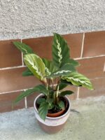 Zdjęcie rośliny Calathea Maui Queen, ujęcie 2