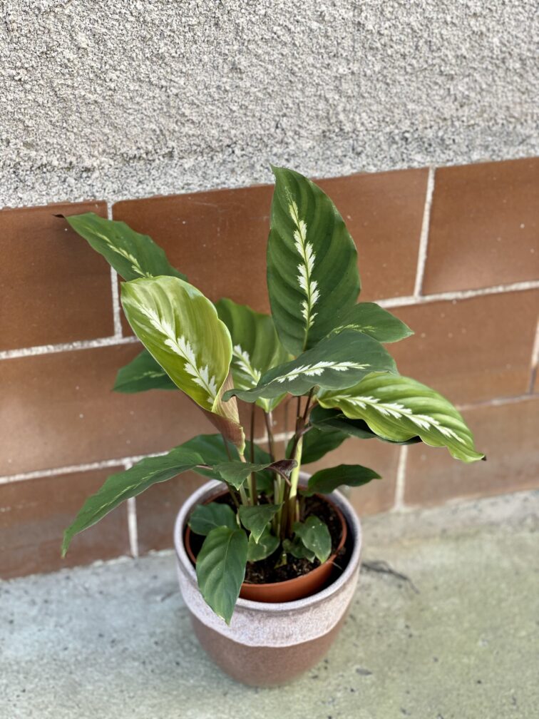 Zdjęcie rośliny Calathea Maui Queen, ujęcie 2