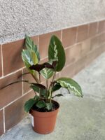 Zdjęcie rośliny Calathea Maui Queen, ujęcie 3