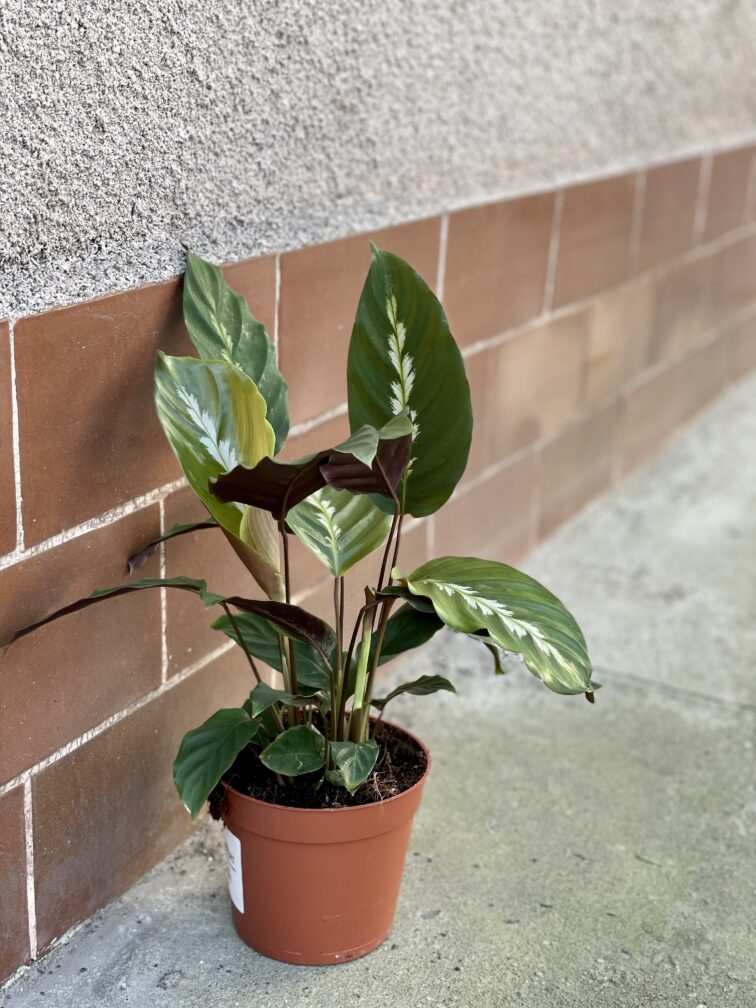 Zdjęcie rośliny Calathea Maui Queen, ujęcie 3