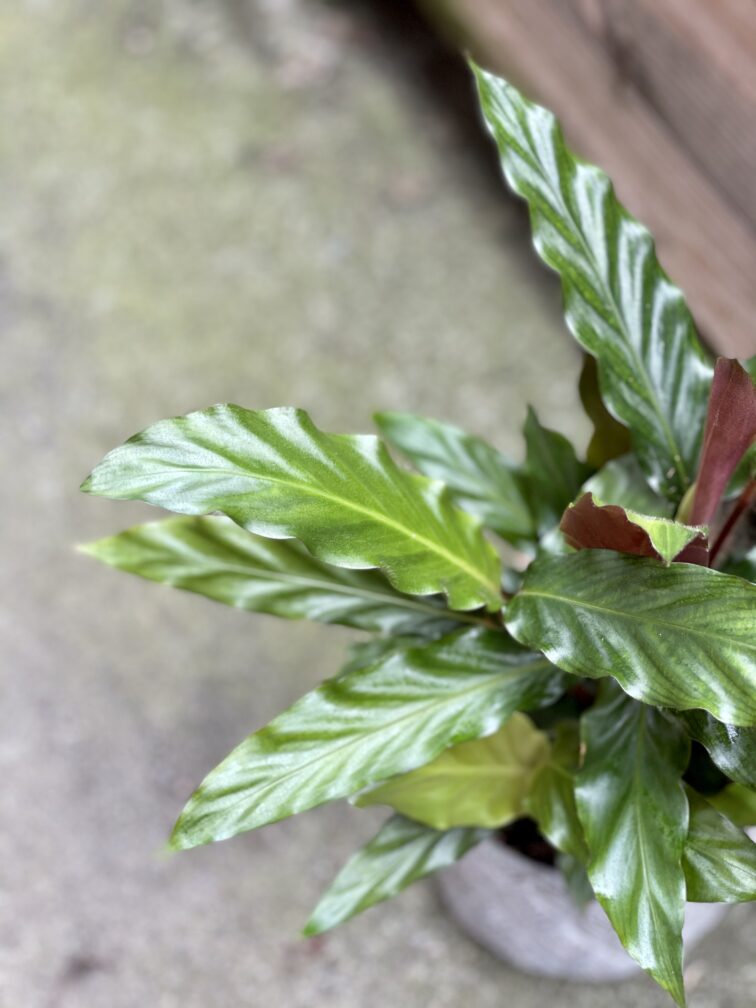 Zdjęcie rośliny Calathea rufibarba, ujęcie 2