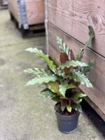 Zdjęcie rośliny Calathea rufibarba, ujęcie 3
