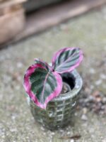 Zdjęcie rośliny Calathea roseopicta Surprise Star, ujęcie 1