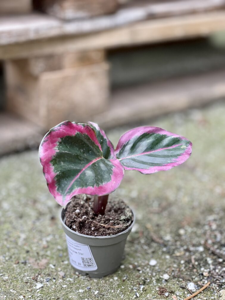 Zdjęcie rośliny Calathea roseopicta Surprise Star, ujęcie 2