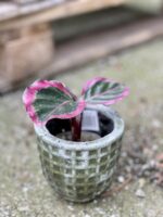 Zdjęcie rośliny Calathea roseopicta Surprise Star, ujęcie 3