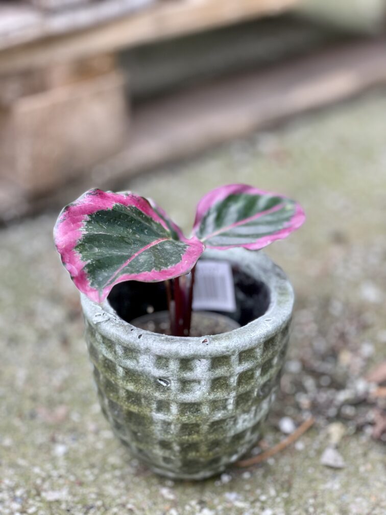 Zdjęcie rośliny Calathea roseopicta Surprise Star, ujęcie 3