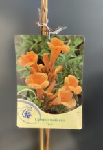 Zdjęcie rośliny Campsis radicans Flava (Milin amerykański), ujęcie 2