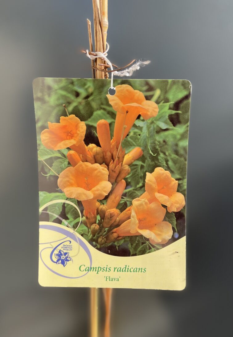 Zdjęcie rośliny Campsis radicans Flava (Milin amerykański), ujęcie 2