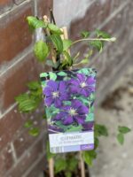 Zdjęcie rośliny Clematis etoile Violette (Powojnik), ujęcie 2