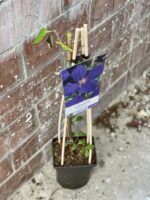 Zdjęcie rośliny Clematis Jackmanii (Powojnik Jackmana), ujęcie 1