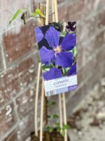 Zdjęcie rośliny Clematis Jackmanii (Powojnik Jackmana), ujęcie 2