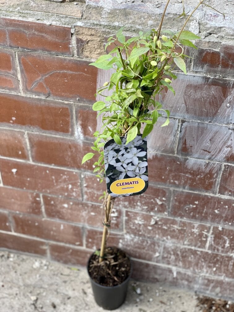 Zdjęcie rośliny Clematis montana alba (Powojnik górski), ujęcie 1