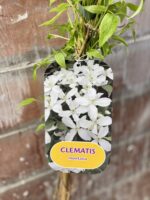 Zdjęcie rośliny Clematis montana alba (Powojnik górski), ujęcie 2