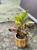 Zdjęcie rośliny Codiaeum Red Banana, ujęcie 1