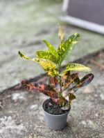 Zdjęcie rośliny Codiaeum Red Banana, ujęcie 2