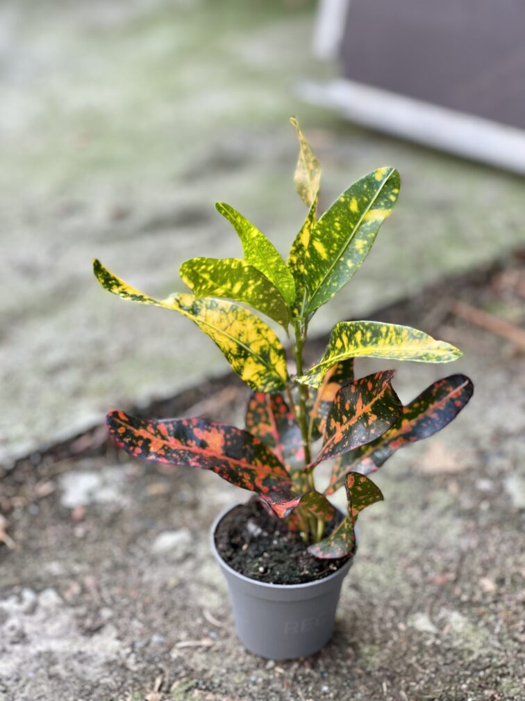 Zdjęcie rośliny Codiaeum Red Banana, ujęcie 2