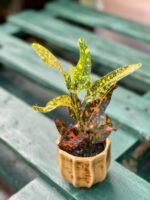 Zdjęcie rośliny Codiaeum Red Banana, ujęcie 3