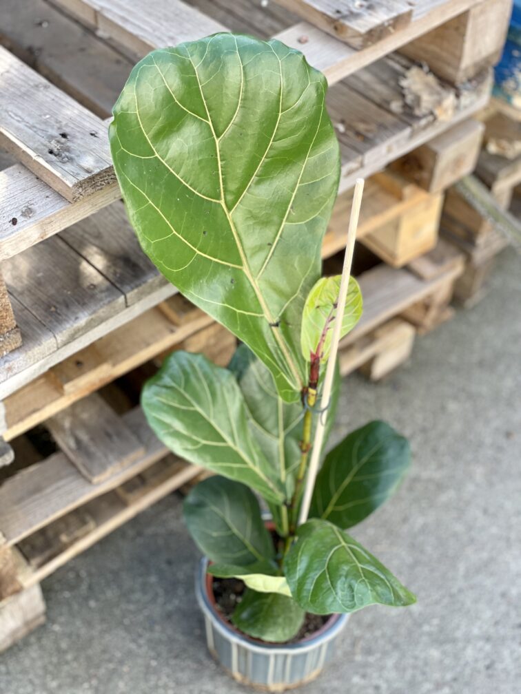 ficus-lyrata_17x70-1_1647081068.jpg Zdjęcie rośliny Ficus Lyrata (Figowiec Lirolistny / Dębolistny), ujęcie 1