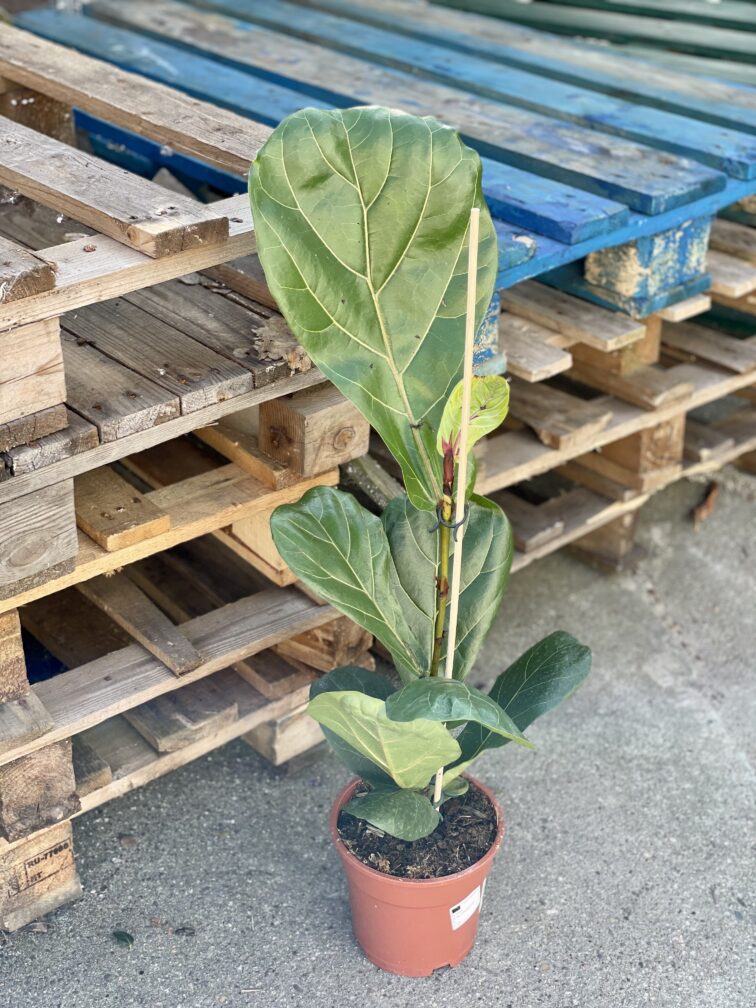 Zdjęcie rośliny Ficus Lyrata (Figowiec Lirolistny / Dębolistny), ujęcie 2