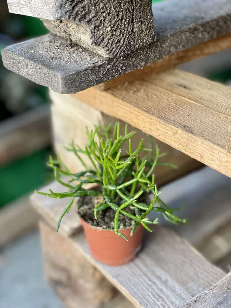 Zdjęcie rośliny Hatiora, ujęcie 2