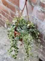 Zdjęcie rośliny Hedera helix White Wonder, ujęcie 1