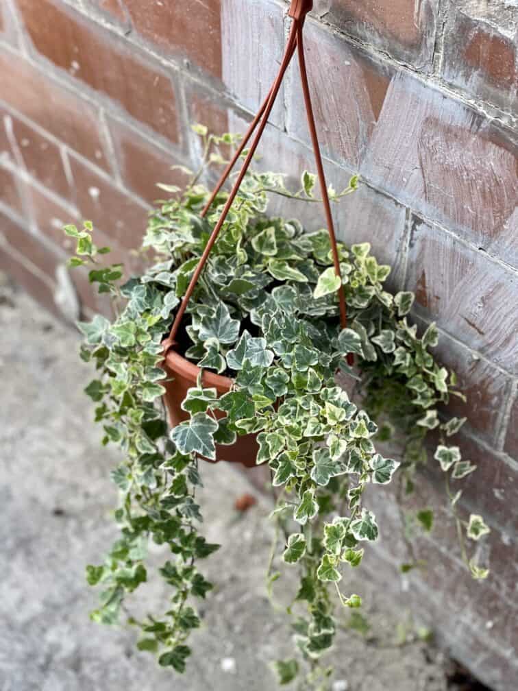 Zdjęcie rośliny Hedera helix White Wonder, ujęcie 1