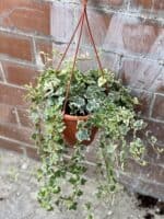 Zdjęcie rośliny Hedera helix White Wonder, ujęcie 2