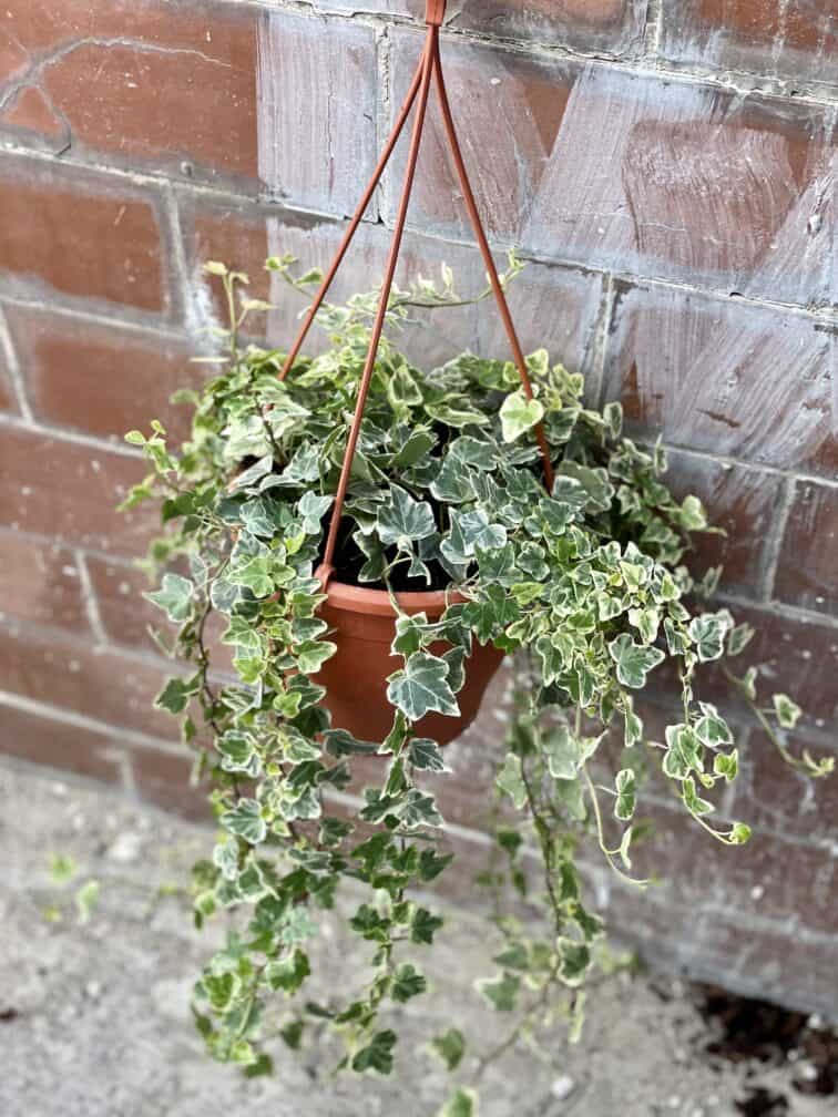 Zdjęcie rośliny Hedera helix White Wonder, ujęcie 2