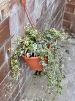 Zdjęcie rośliny Hedera helix White Wonder, ujęcie 3