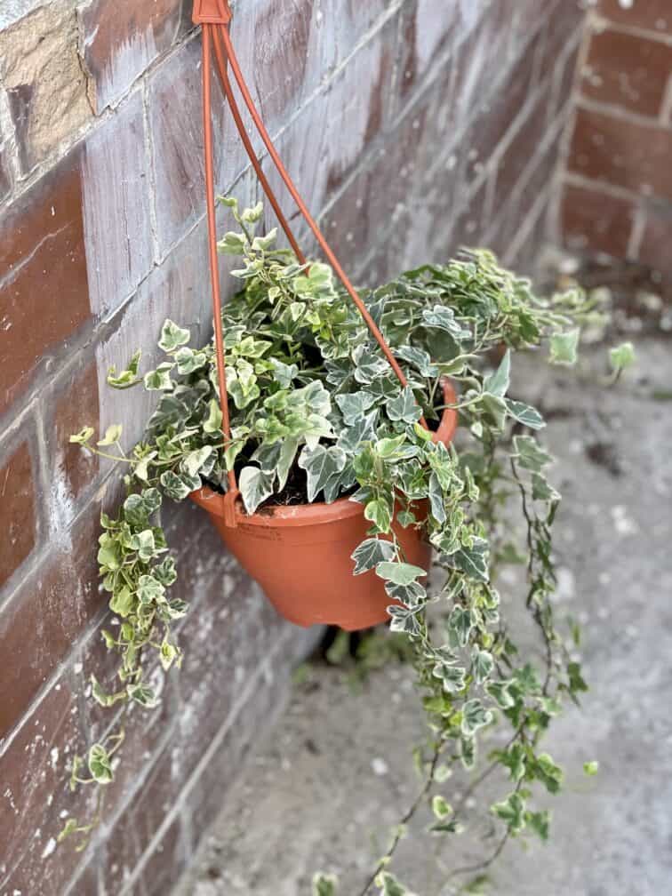 Zdjęcie rośliny Hedera helix White Wonder, ujęcie 3