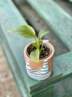 Zdjęcie rośliny Homalomena Emerald, ujęcie 2