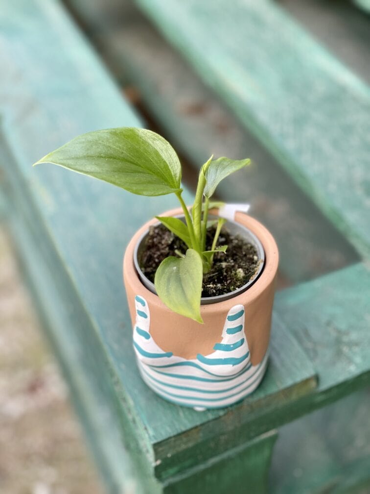 Zdjęcie rośliny Homalomena Emerald, ujęcie 2