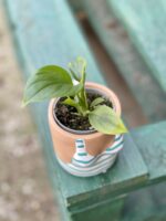 Zdjęcie rośliny Homalomena Emerald, ujęcie 3