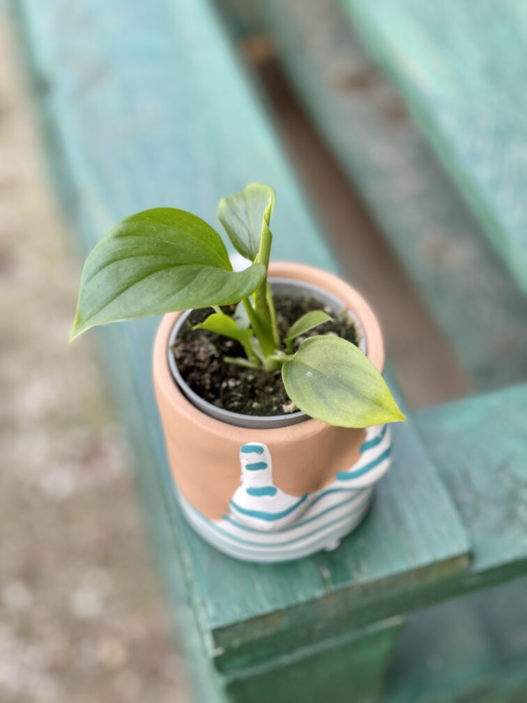 Zdjęcie rośliny Homalomena Emerald, ujęcie 3