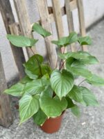 Zdjęcie rośliny Homalomena rubescens Maggy, ujęcie 1