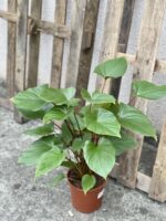 Zdjęcie rośliny Homalomena rubescens Maggy, ujęcie 2