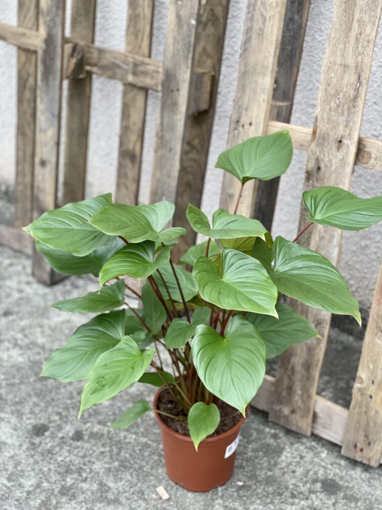 Zdjęcie rośliny Homalomena rubescens Maggy, ujęcie 2