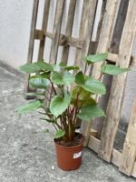 Zdjęcie rośliny Homalomena rubescens Maggy, ujęcie 3