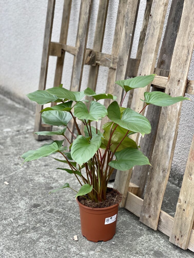 Zdjęcie rośliny Homalomena rubescens Maggy, ujęcie 3