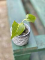 Zdjęcie rośliny Homalomena rubescens White, ujęcie 1