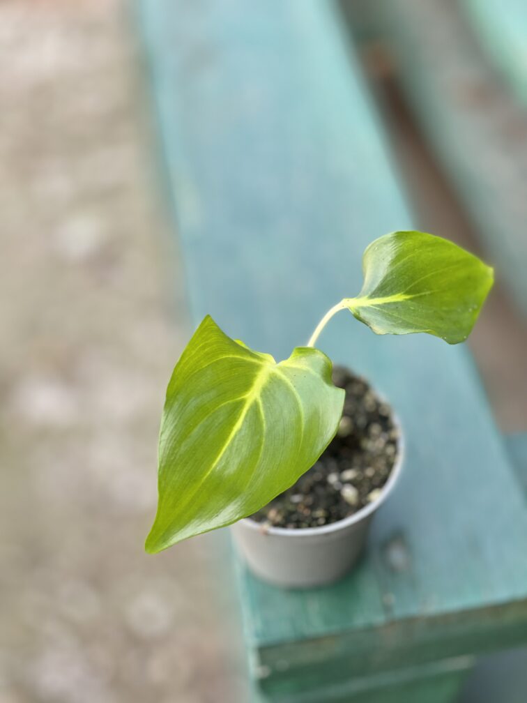Zdjęcie rośliny Homalomena rubescens White, ujęcie 2