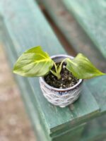 Zdjęcie rośliny Homalomena rubescens White, ujęcie 3