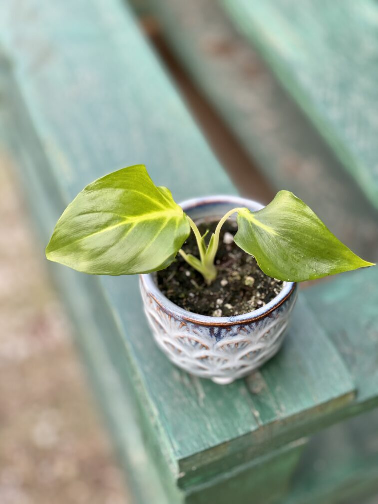 Zdjęcie rośliny Homalomena rubescens White, ujęcie 3