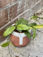 Zdjęcie rośliny Hoya erythrina, ujęcie 2
