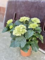Zdjęcie rośliny Hydrangea macrophylla Schneeball (Hortensja), ujęcie 1