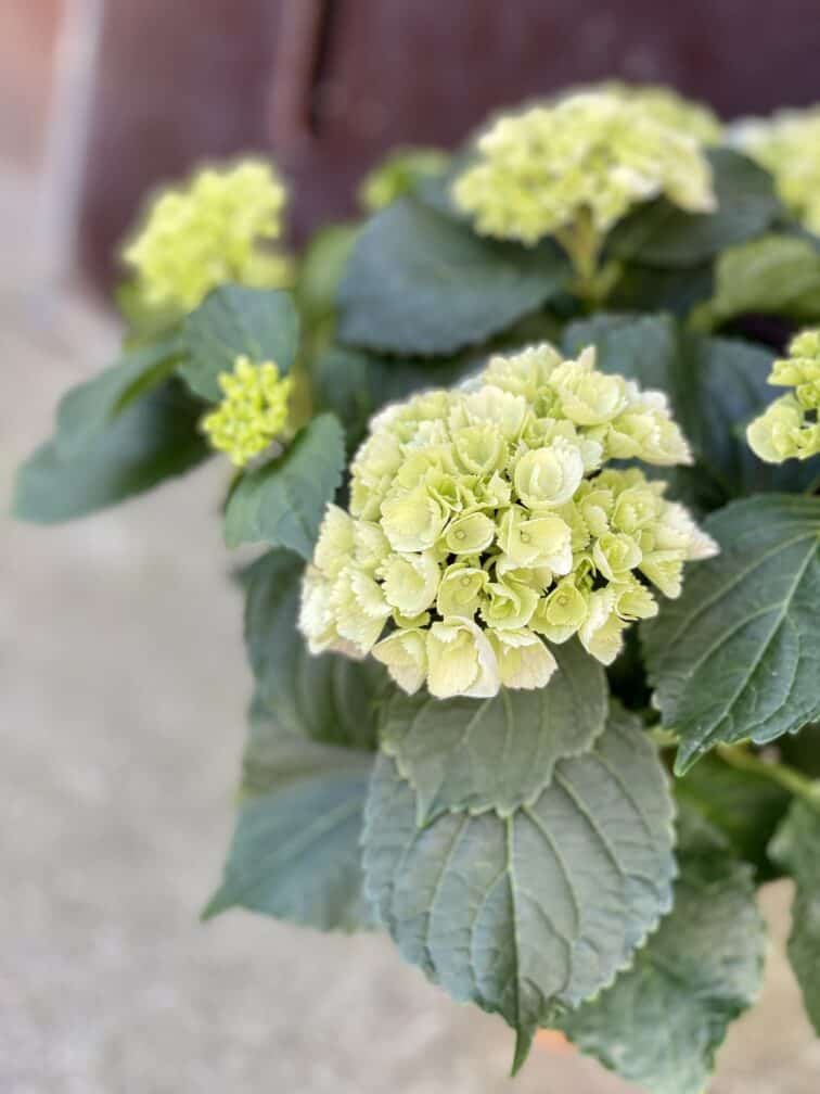 Zdjęcie rośliny Hydrangea macrophylla Schneeball (Hortensja), ujęcie 2