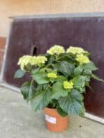 Zdjęcie rośliny Hydrangea macrophylla Schneeball (Hortensja), ujęcie 3