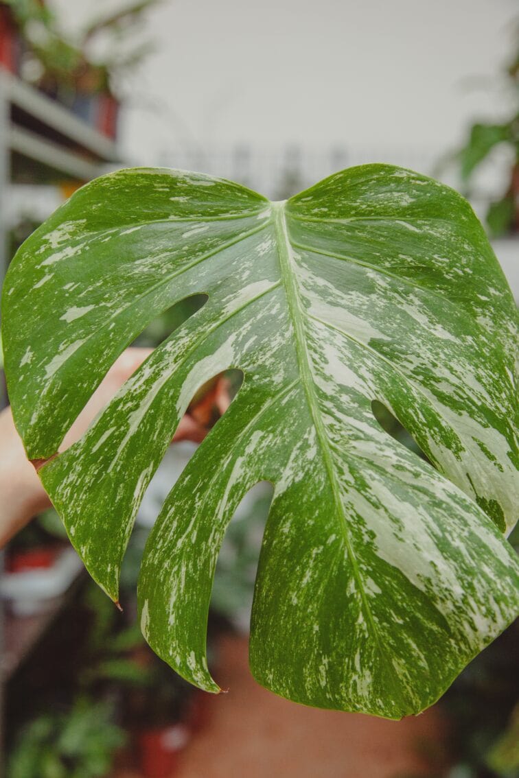 monstera-variegata-sadzonka-pedowa_1x45-1_1648710588.jpg Zdjęcie rośliny Monstera variegata - sadzonka pędowa, ujęcie 1