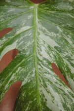 Zdjęcie rośliny Monstera variegata - sadzonka pędowa, ujęcie 2