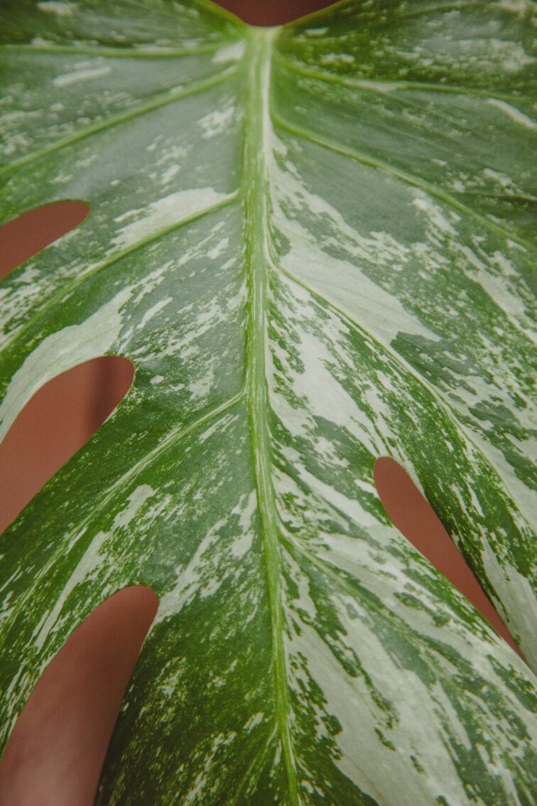 Zdjęcie rośliny Monstera variegata - sadzonka pędowa, ujęcie 2